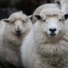 Merino sheep