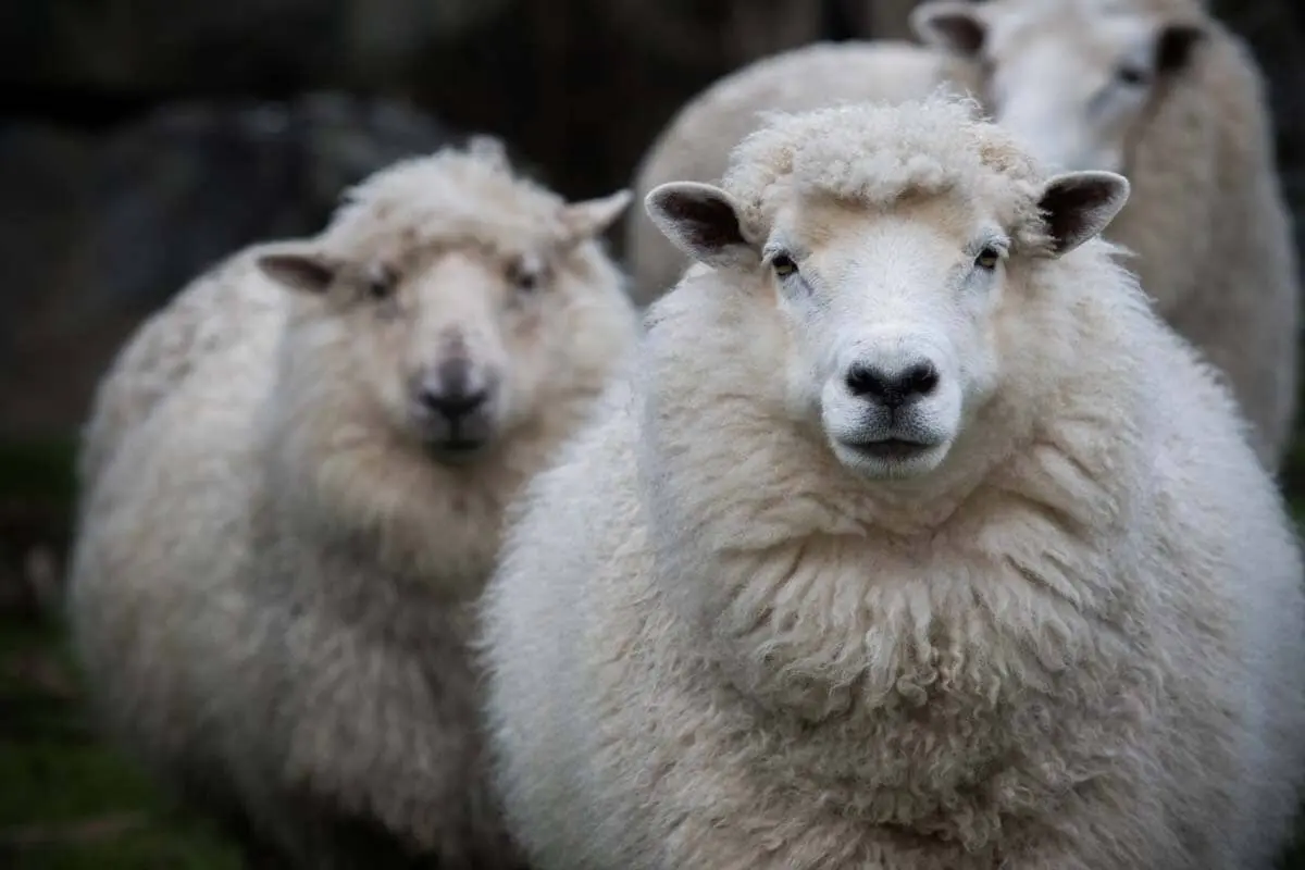 Merino sheep